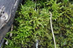 Brachythecium laetum