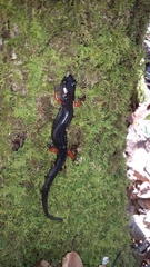 Plethodon shermani