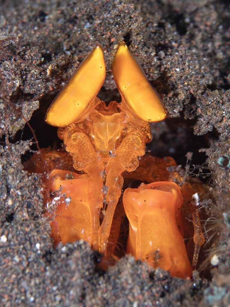 Mantis Shrimps