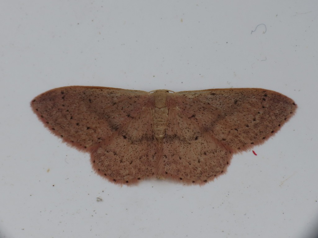 Idaea eugeniata