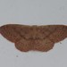Idaea eugeniata - Photo (c) Donald Hobern, algunos derechos reservados (CC BY)