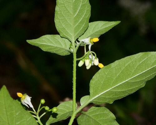 Solanum nigrescens