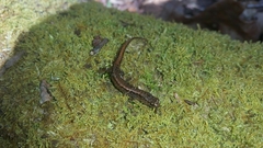 Desmognathus carolinensis