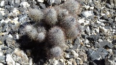 Mammillaria pottsii