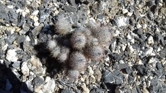 Mammillaria pottsii