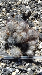 Mammillaria pottsii