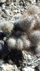 Mammillaria pottsii