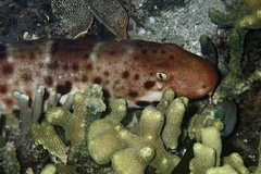 Halmahera Epaulette Shark photo 2
