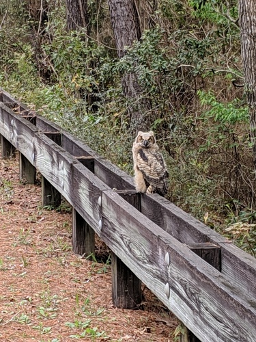 Great Horned Owl photographed in Mississippi