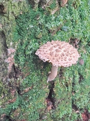 Boletellus ananas image