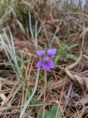 Viola septemloba