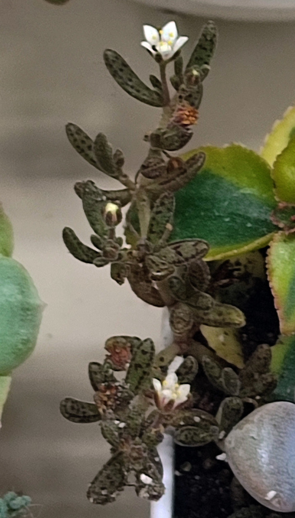 Crassula humbertii
