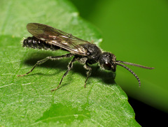 Myrmosa unicolor