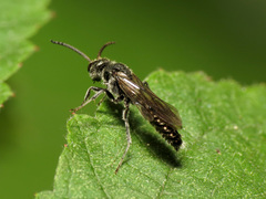 Myrmosa unicolor