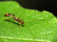 Doryctinae