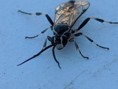Coelichneumon navus