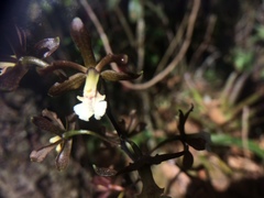 Prosthechea varicosa