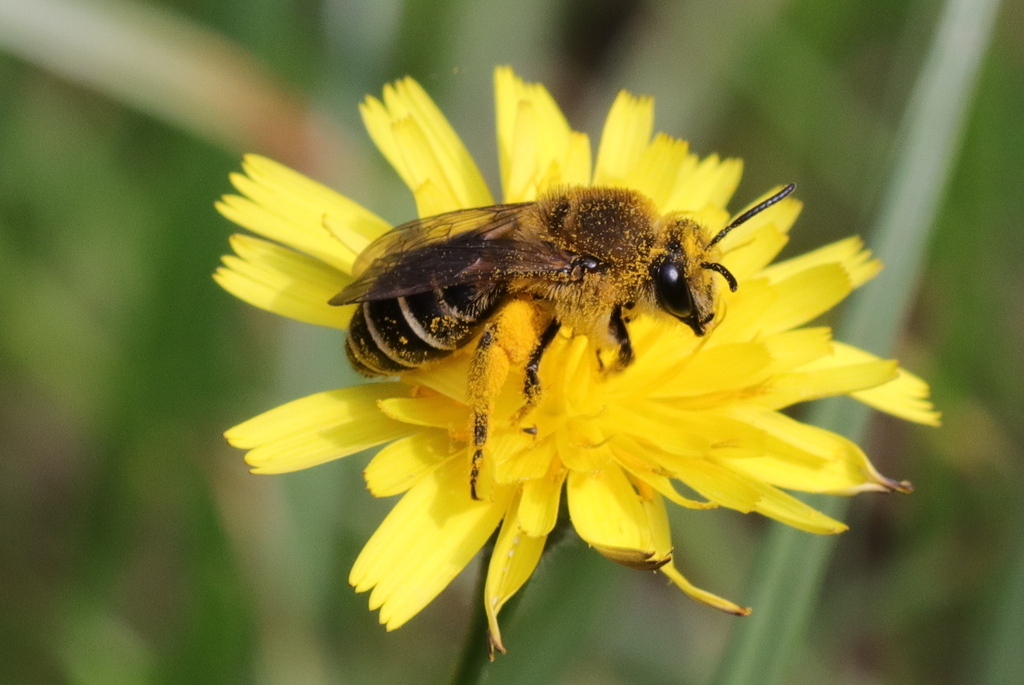 Colletes collaris