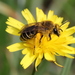 Colletes collaris - Photo (c) nvicens, some rights reserved (CC BY-NC), uploaded by nvicens