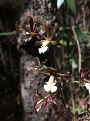 Prosthechea varicosa