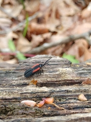 Greenarus thoracicus