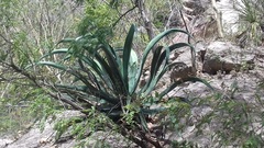 Agave vilmoriniana