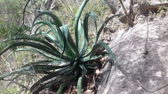 Agave vilmoriniana
