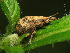 Pseudocneorhinus bifasciatus