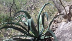 Agave vilmoriniana