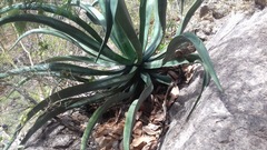 Agave vilmoriniana