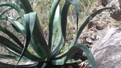 Agave vilmoriniana