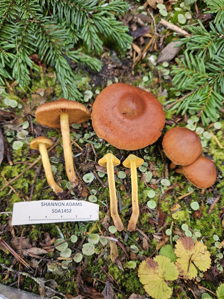 Cortinarius sp. 'PNW70'