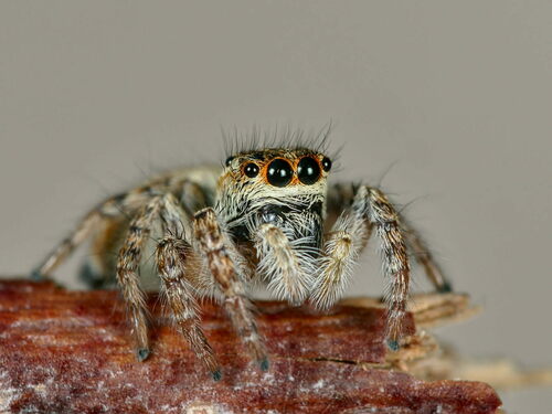 Carrhotus xanthogramma photo 4