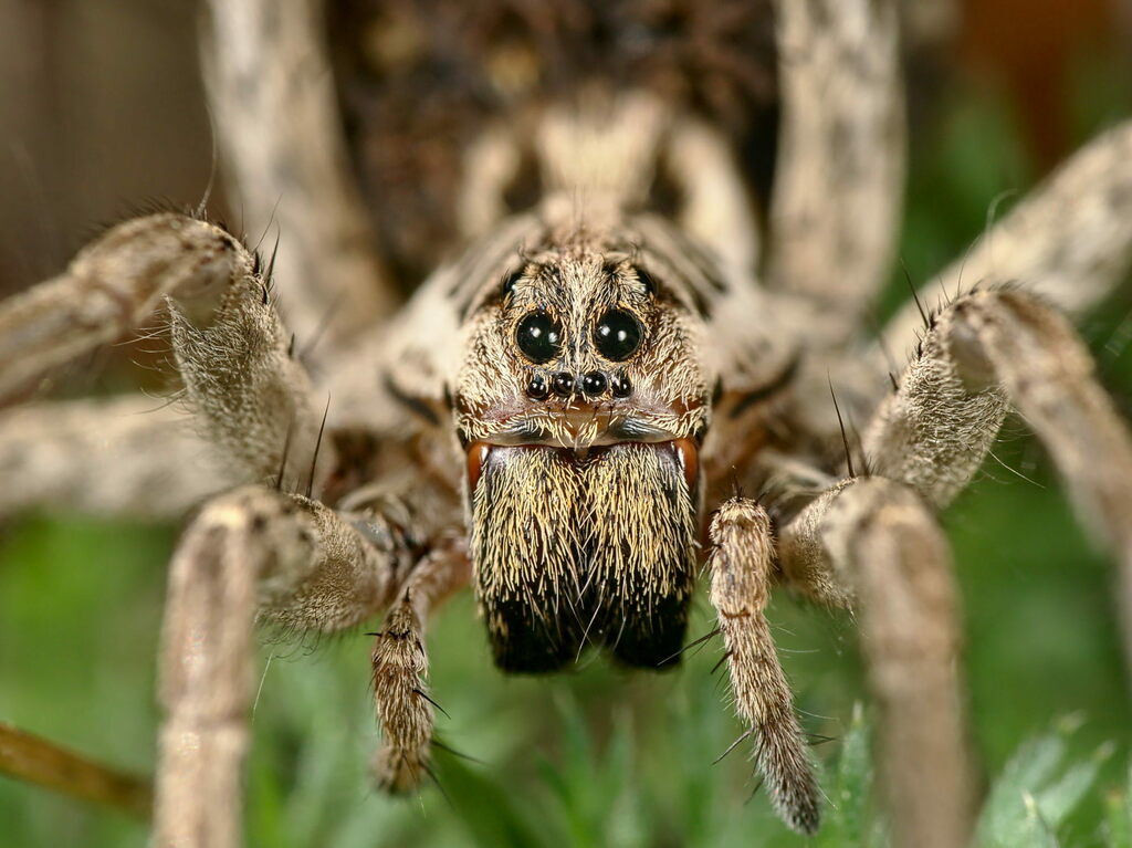 Radiated Wolf Spider from Vaucluse, Provence-Alpes-Côte d'Azur, France ...