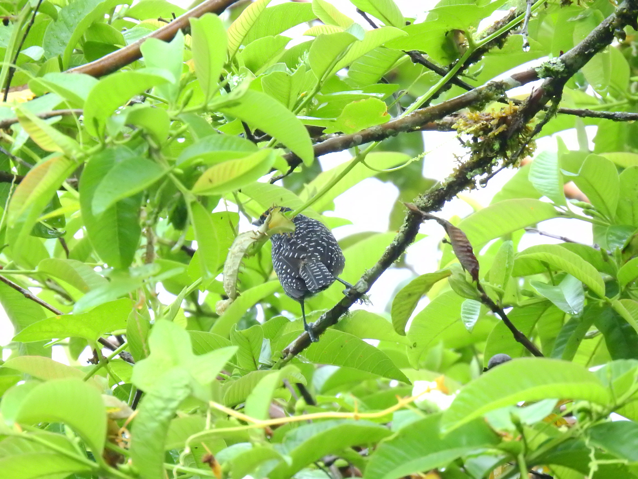 Lined Antshrike (Thamnophilus tenuepunctatus), photo 4