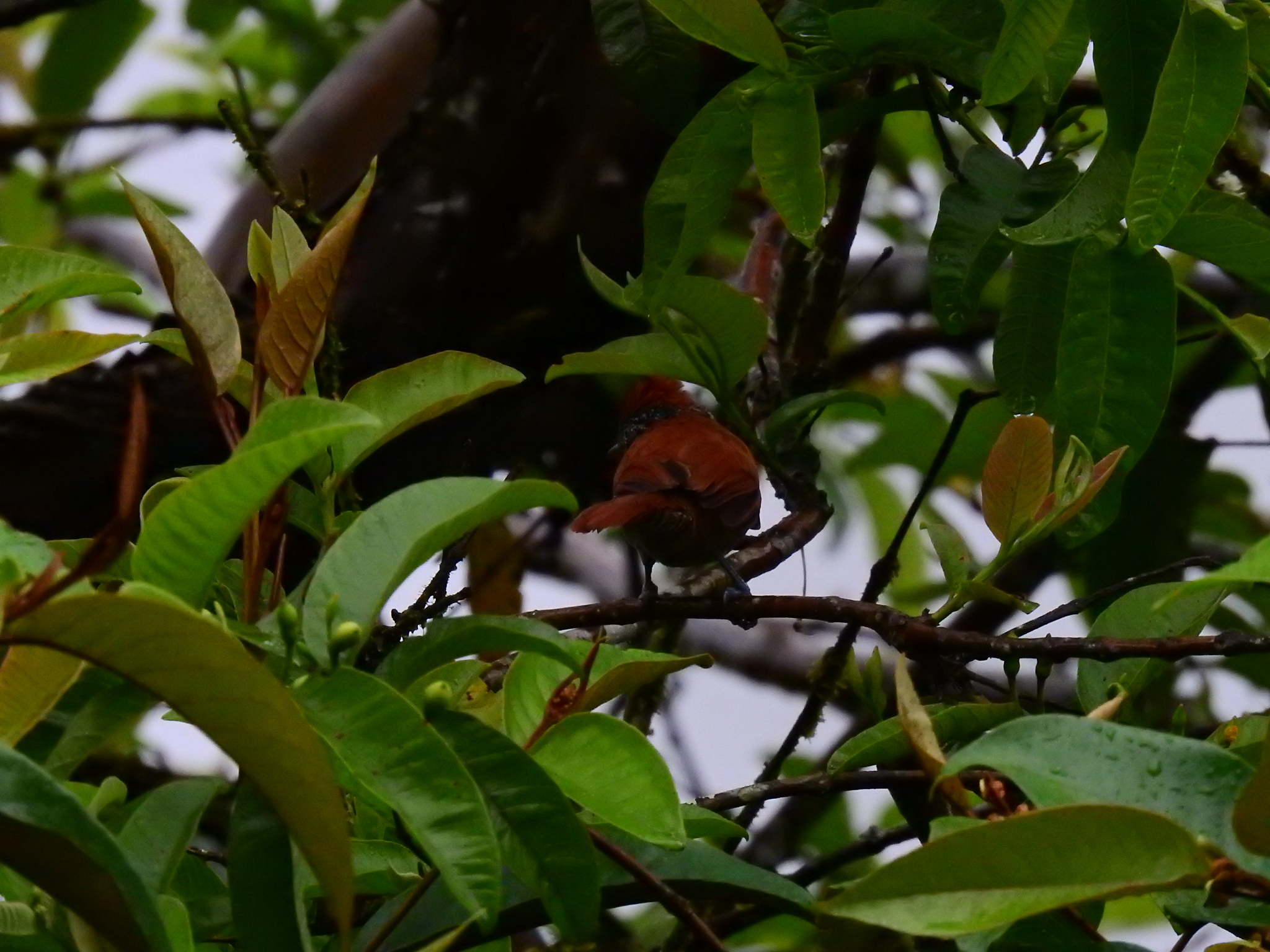 Lined Antshrike (Thamnophilus tenuepunctatus), photo 3