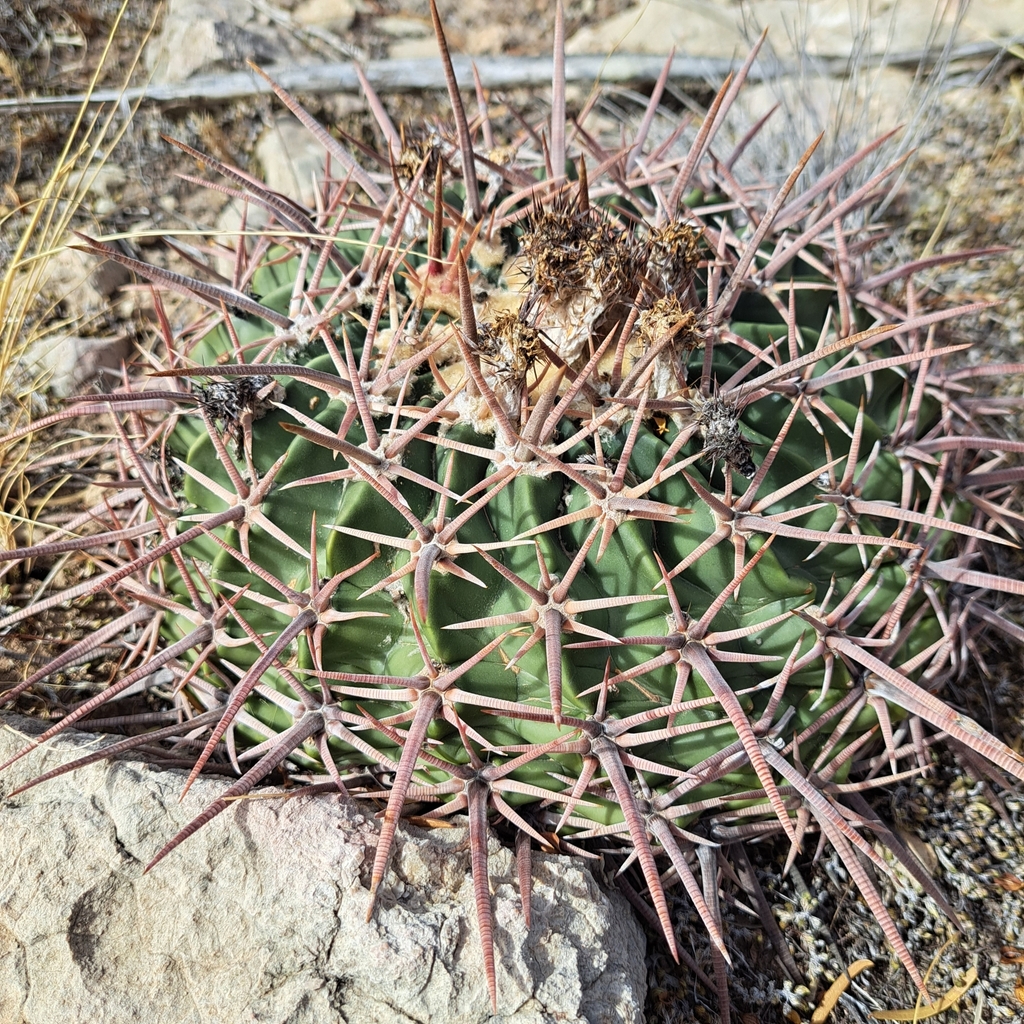 Horse Crippler Cactus in October 2023 by waldo_jeffers · iNaturalist