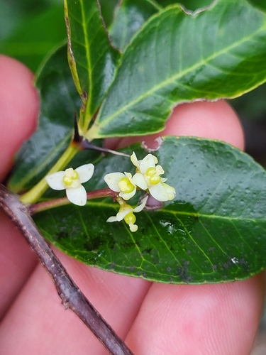 Zanthoxylum bifoliolatum
