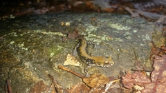 Plethodon petraeus