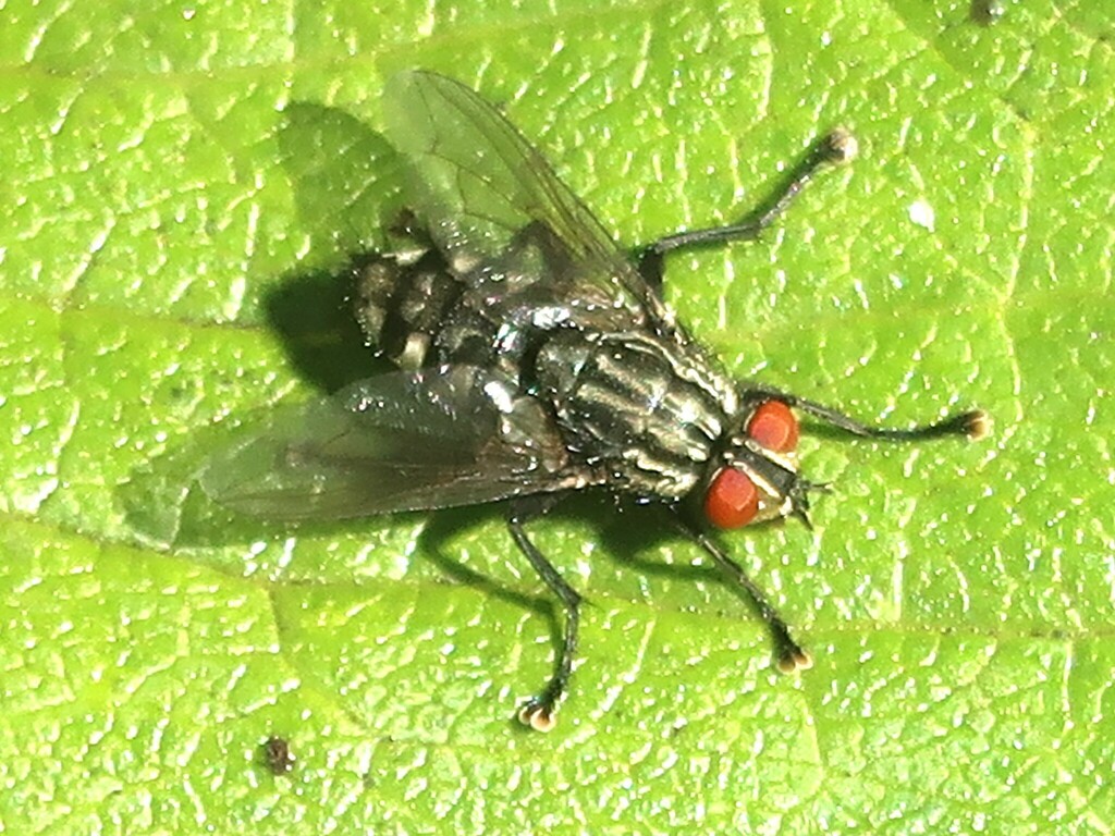 Bot Flies, Blow Flies, and Allies from St. Catharines, ON, Canada on ...