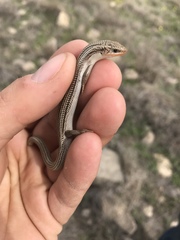 Plestiodon multivirgatus