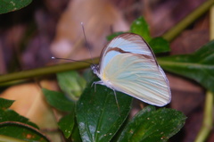 Itaballia demophile centralis