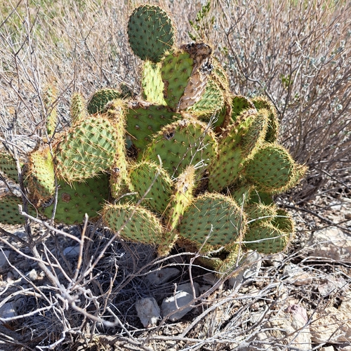 Image of Opuntia strigil by (c) waldo_jeffers, some rights reserved (CC BY)