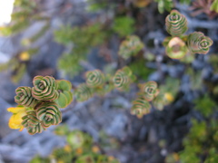 Pimelea traversii