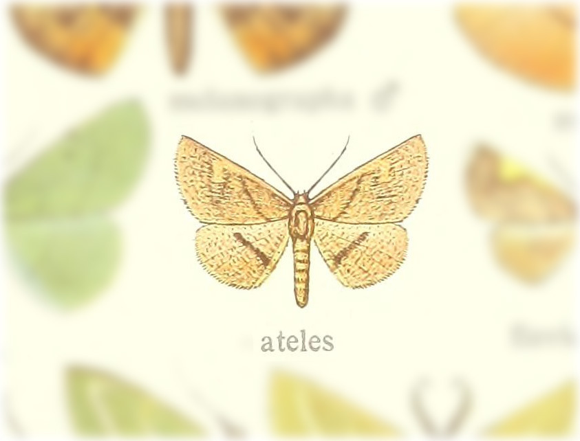 Nothomiza ateles