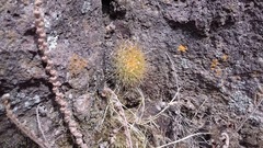 Mammillaria canelensis