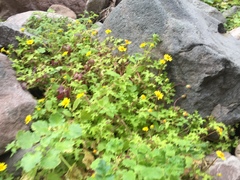 Perityle lobata