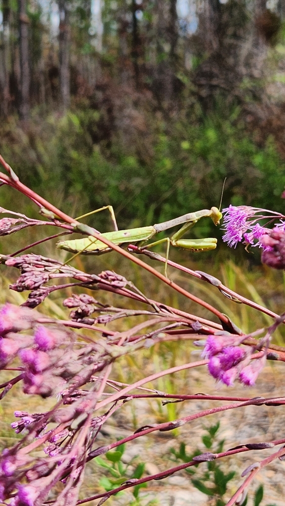 Carolina Mantis from Hawthorne, FL 32640, USA on October 14, 2023 at 12