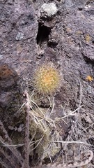 Mammillaria canelensis