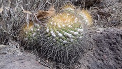 Mammillaria canelensis